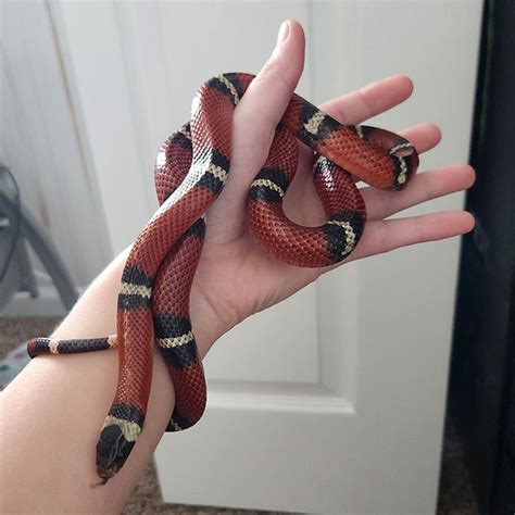 nelson's milk snake gucci